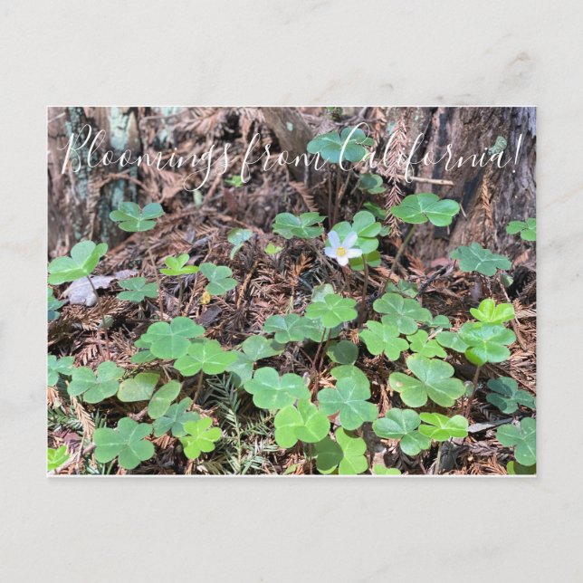 Bloomings aus Kalifornien: Redwood Sorrel Postkarte (Vorderseite)