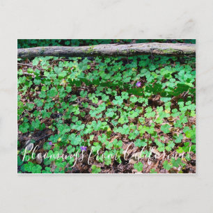 Bloomings aus Kalifornien: Redwood Sorrel Postkarte