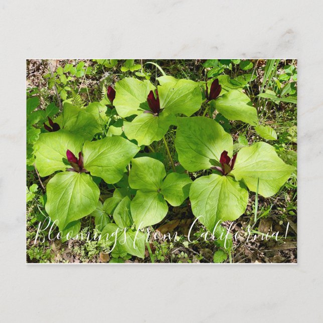 Bloomings aus Kalifornien: Riesen Wakerobin Postkarte (Vorderseite)