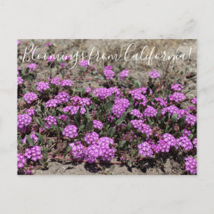 Bloomings aus Kalifornien: Rosa Sand Verbena Postkarte