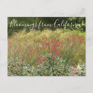 Bloomings aus Kalifornien: Roter Buchweizen Postka Postkarte