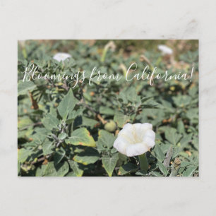Bloomings aus Kalifornien: Sacred Datura Postcard Postkarte