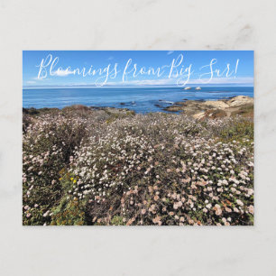 Bloomings aus Kalifornien: Sea Cliff Buckweizen Po Postkarte