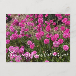 Bloomings aus Kalifornien: Sea Pink Postkarte
