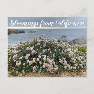 Bloomings aus Kalifornien: Seacliff Buckweizen Pos Postkarte