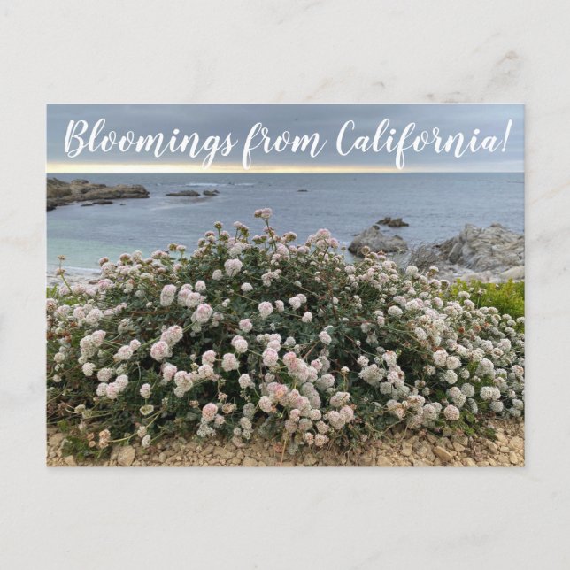 Bloomings aus Kalifornien: Seacliff Buckweizen Pos Postkarte (Vorderseite)