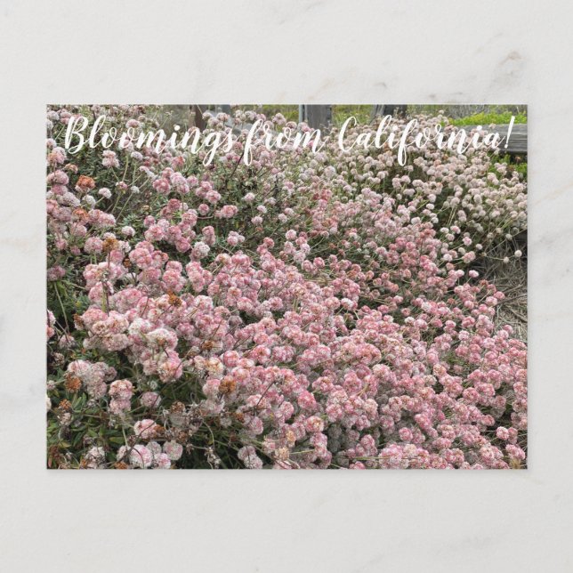 Bloomings aus Kalifornien: Seacliff Buckweizen Postkarte (Vorderseite)