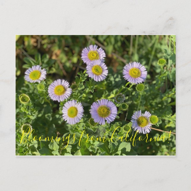 Bloomings aus Kalifornien: Seaside Daisies Postkarte (Vorderseite)
