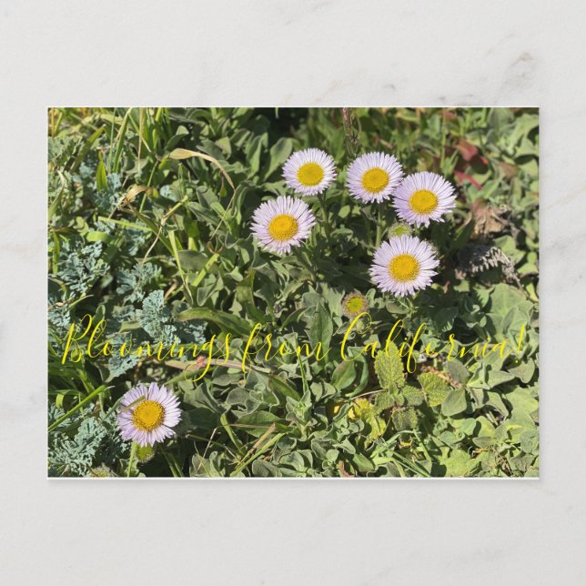 Bloomings aus Kalifornien: Seaside Daisy Postkarte (Vorderseite)