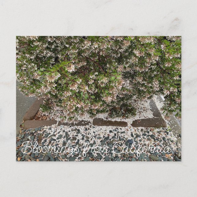 Bloomings aus Kalifornien: Sentinel Manzanita Postkarte (Vorderseite)