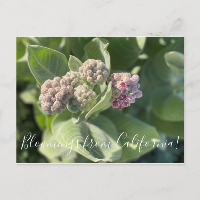Bloomings aus Kalifornien: Showy Milkweed Postcard Postkarte (Vorderseite)