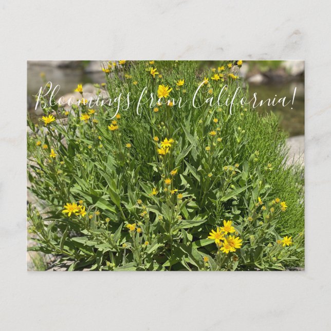 Bloomings aus Kalifornien: Siep Spring Arnica Postkarte (Vorderseite)