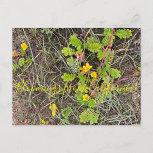 Bloomings aus Kalifornien: Silberweed Postkarte