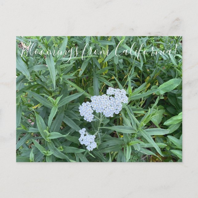 Bloomings aus Kalifornien: Soldiers Wundwort Postkarte (Vorderseite)