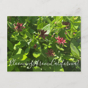 Bloomings aus Kalifornien: Spice Bush Postcard Postkarte