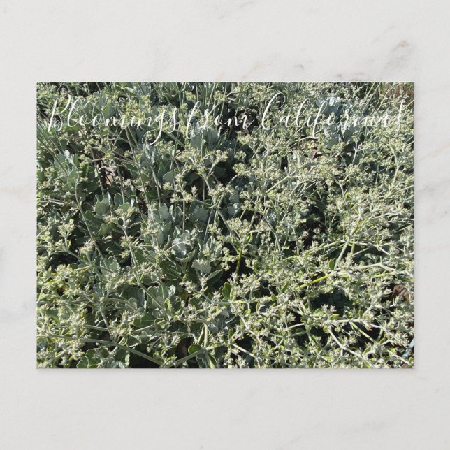 Bloomings aus Kalifornien: St. Catherine’s Lace Postkarte (Vorderseite)