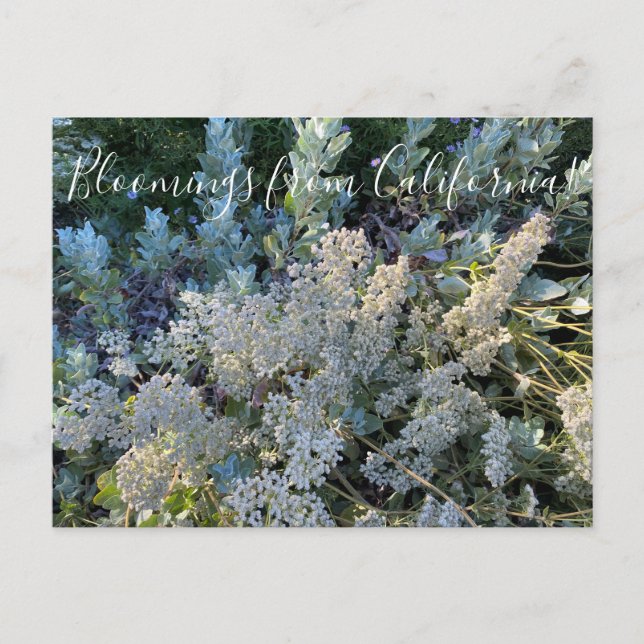 Bloomings aus Kalifornien: St. Catherine's Lace Postkarte (Vorderseite)