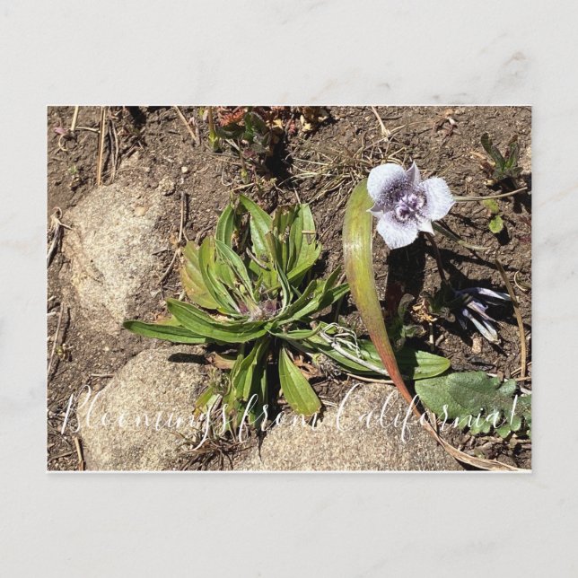 Bloomings aus Kalifornien: Tolmies Star Tulip Postkarte (Vorderseite)