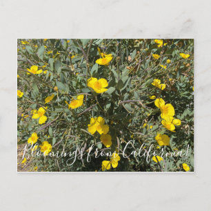Bloomings aus Kalifornien: Tree Poppy Postcard Postkarte