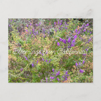 Bloomings aus Kalifornien: Trichostema lanatum Postkarte