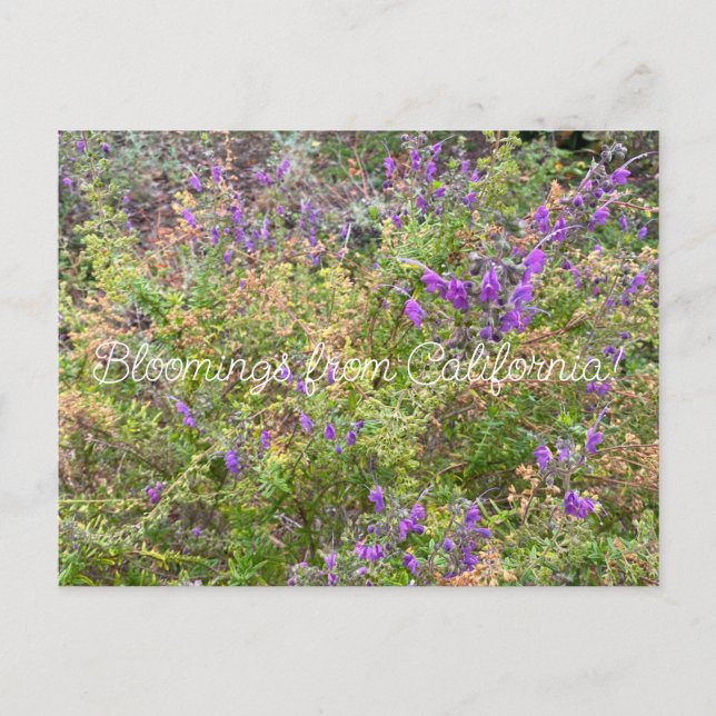 Bloomings aus Kalifornien: Trichostema lanatum Postkarte (Vorderseite)