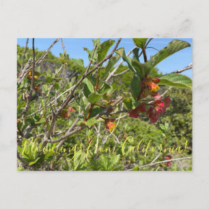 Bloomings aus Kalifornien: Twinberry Honeysuckle Postkarte