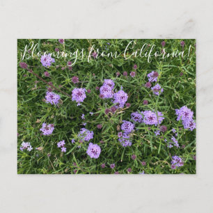 Bloomings aus Kalifornien: Verbena lilacina Postkarte