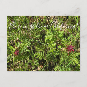 Bloomings aus Kalifornien: Warrior's Plume Postcar Postkarte