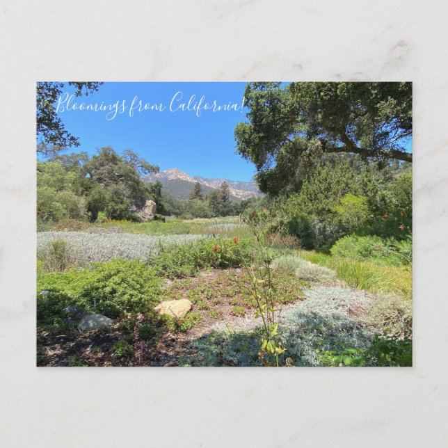 Bloomings aus Kalifornien: Western Columbine Postkarte (Vorderseite)