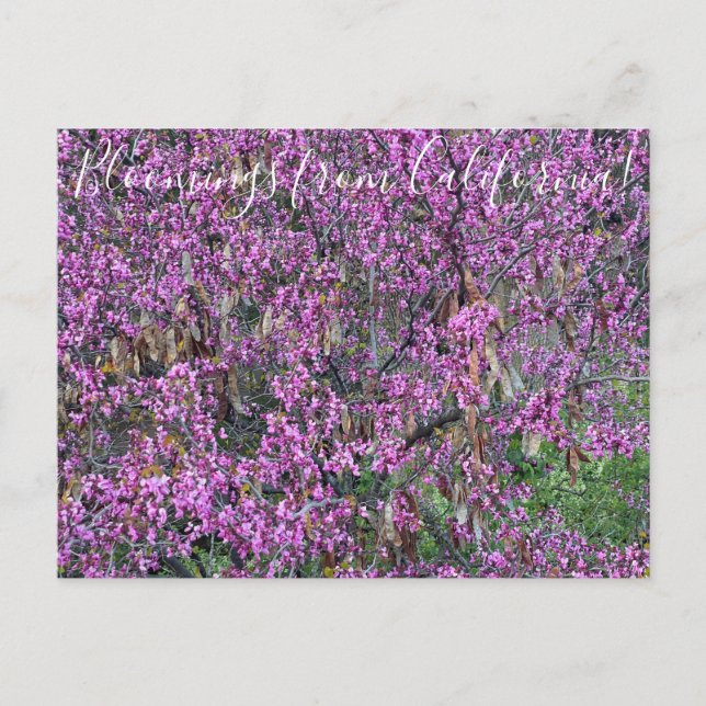 Bloomings aus Kalifornien: Western Redbud Postcard Postkarte (Vorderseite)