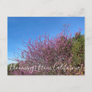Bloomings aus Kalifornien: Western Redbud Postkarte