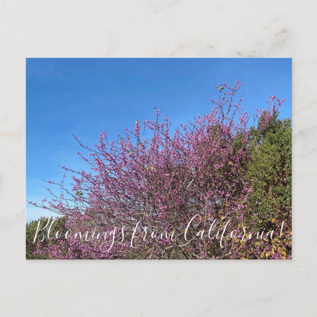 Bloomings aus Kalifornien: Western Redbud Postkarte (Vorderseite)