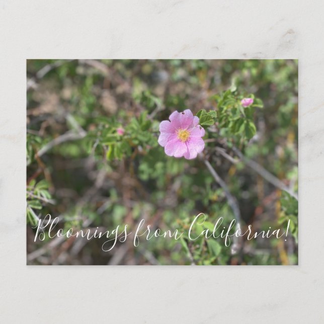 Bloomings aus Kalifornien: Wilde Rose Postcard Postkarte (Vorderseite)