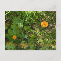 Bloomings aus Kalifornien: Windpferde