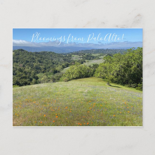 Bloomings aus Palo Alto! Postkarte (Vorderseite)