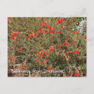 Bloomings aus Sunnyvale: California Fuchsia Postkarte