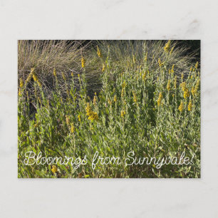 Bloomings aus Sunnyvale: California Goldenrod Postkarte