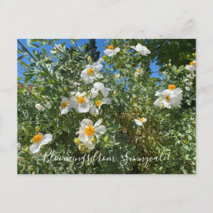 Bloomings aus Sunnyvale: Matilija Poppy Postkarte