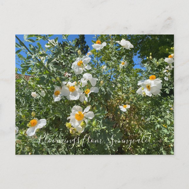 Bloomings aus Sunnyvale: Matilija Poppy Postkarte (Vorderseite)