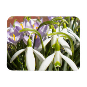 Bloomin's Spring Magnet