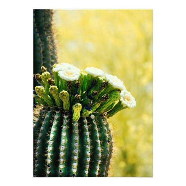 Blooms eines Saguaro Fotodruck (Vorne)