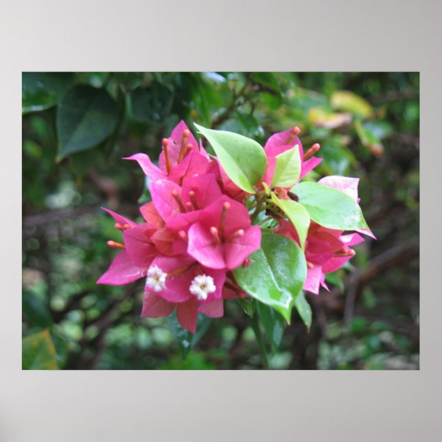 Blooms Poster (Vorne)