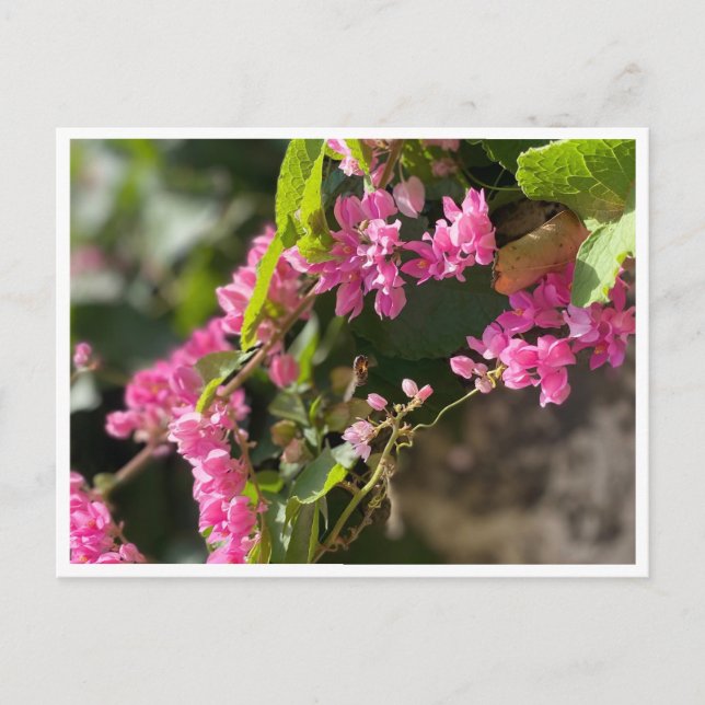 Blooms & Stings Postkarte (Vorderseite)