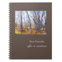 Bloße Niederlassungen, keine