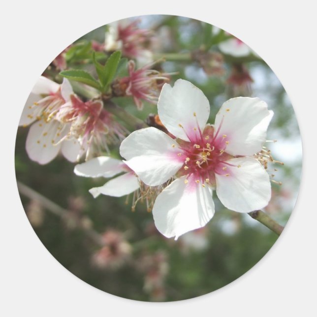 Blossom-Blume Runder Aufkleber (Vorderseite)