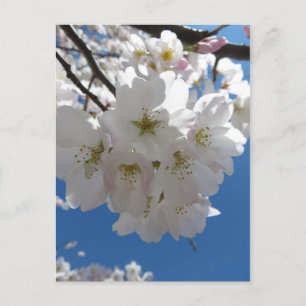 Blossom Bundle Postkarte