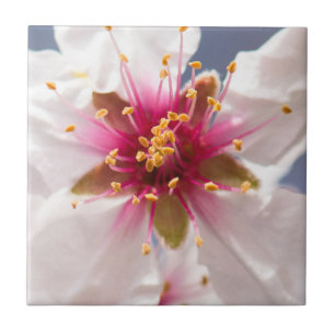 Blossom des Mandelbaums Fliese