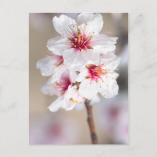 Blossom des Mandelbaums Postkarte