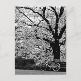 Blossom & Fahrrad: Japan Postkarte