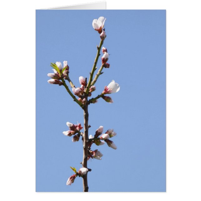 Blossom-Fotokarte (Vorne)